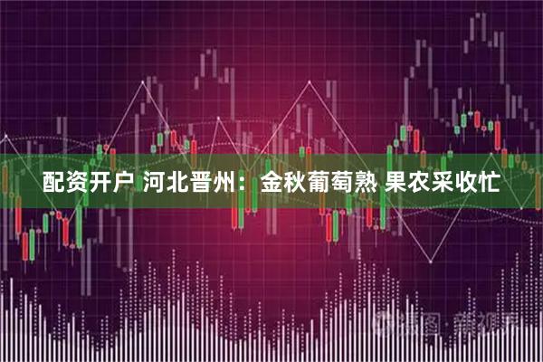配资开户 河北晋州：金秋葡萄熟 果农采收忙